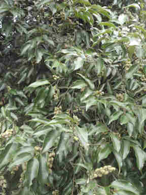 f:id:chuumeikun:20160912022215j:plain