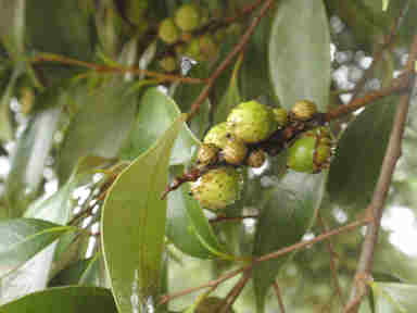 f:id:chuumeikun:20160912022235j:plain