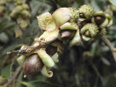 f:id:chuumeikun:20160912022258j:plain