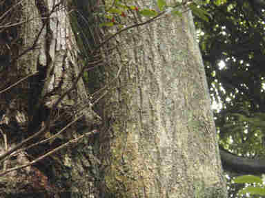 f:id:chuumeikun:20160912022310j:plain