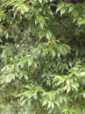 f:id:chuumeikun:20160912022323j:plain