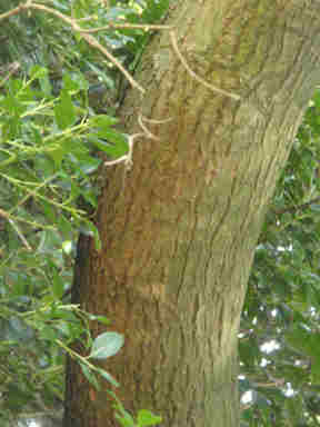 f:id:chuumeikun:20160912022338j:plain