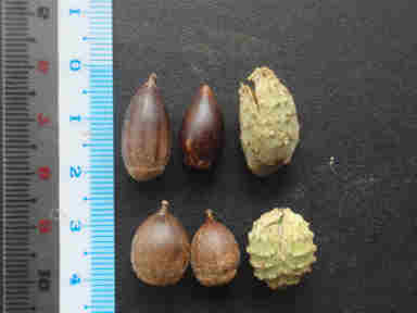 f:id:chuumeikun:20160912022358j:plain