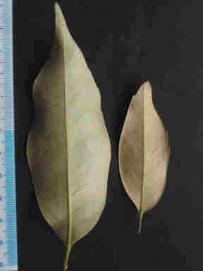 f:id:chuumeikun:20160912022427j:plain