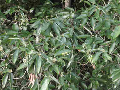 f:id:chuumeikun:20160913041606j:plain