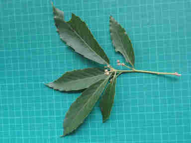 f:id:chuumeikun:20160913041618j:plain