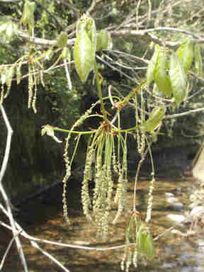 f:id:chuumeikun:20160913041633j:plain