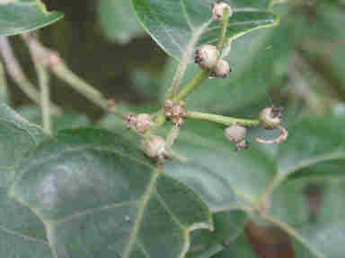 f:id:chuumeikun:20160913041708j:plain