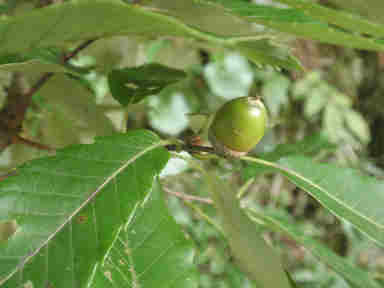 f:id:chuumeikun:20160913041724j:plain