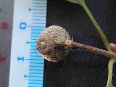 f:id:chuumeikun:20160913041736j:plain