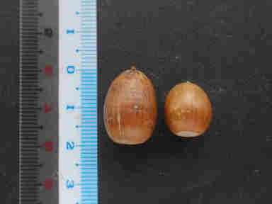 f:id:chuumeikun:20160913041750j:plain