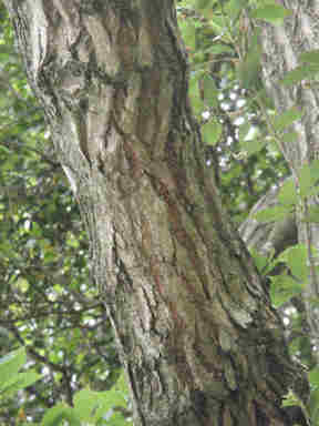 f:id:chuumeikun:20160913041828j:plain