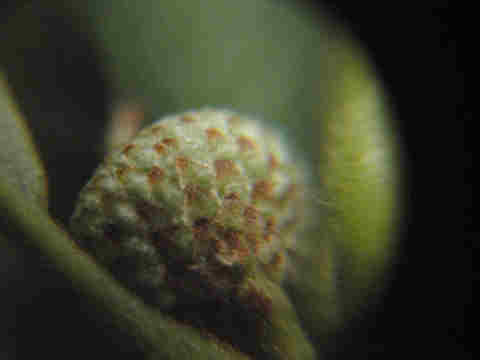 f:id:chuumeikun:20160913042111j:plain