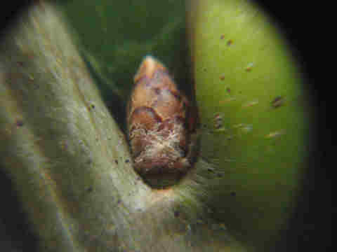 f:id:chuumeikun:20160913042125j:plain