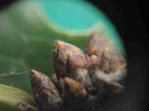 f:id:chuumeikun:20160913042143j:plain