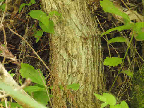 f:id:chuumeikun:20160913042157j:plain