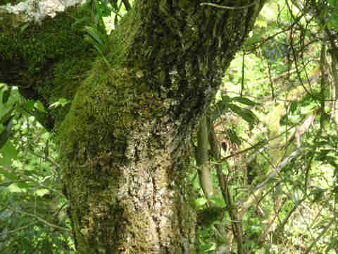 f:id:chuumeikun:20160913042220j:plain