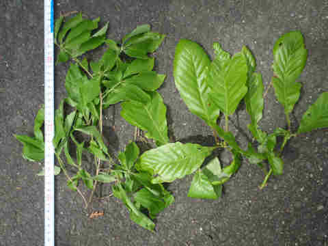 f:id:chuumeikun:20160913042317j:plain