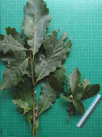 f:id:chuumeikun:20160913042331j:plain