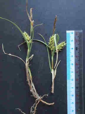 f:id:chuumeikun:20160921103435j:plain f:id:chuumeikun:20160921103435j:plain