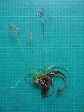 f:id:chuumeikun:20160921103547j:plain f:id:chuumeikun:20160921103547j:plain