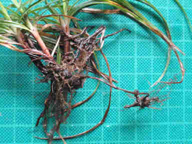 f:id:chuumeikun:20160921103602j:plain f:id:chuumeikun:20160921103602j:plain