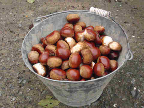 f:id:chuumeikun:20160921103650j:plain f:id:chuumeikun:20160921103650j:plain