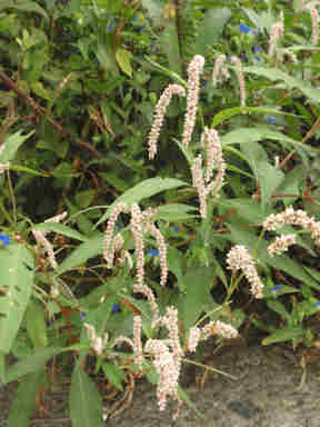 f:id:chuumeikun:20160926015202j:plain