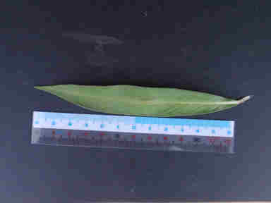 f:id:chuumeikun:20160926015229j:plain