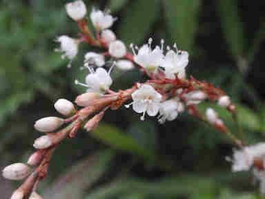 f:id:chuumeikun:20160926015242j:plain