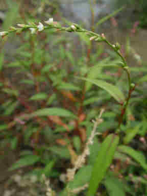 f:id:chuumeikun:20160926015321j:plain