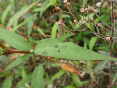 f:id:chuumeikun:20160926015334j:plain