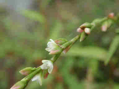 f:id:chuumeikun:20160926015347j:plain