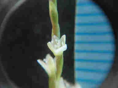 f:id:chuumeikun:20160926015401j:plain