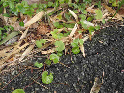 f:id:chuumeikun:20161002022609j:plain