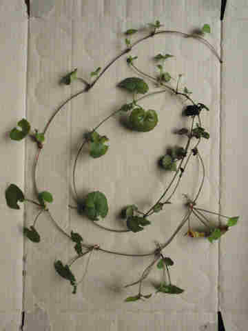 f:id:chuumeikun:20161002022712j:plain