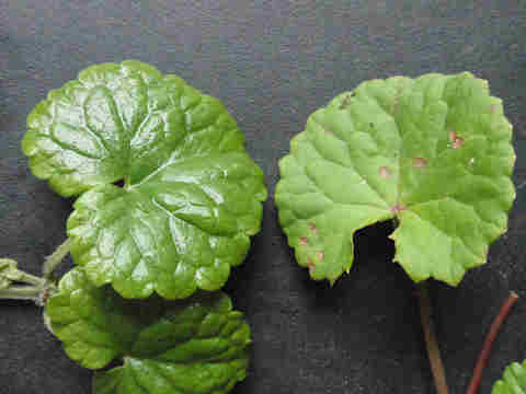 f:id:chuumeikun:20161002022913j:plain