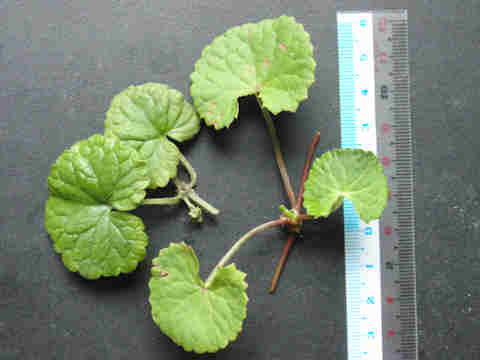 f:id:chuumeikun:20161002023240j:plain