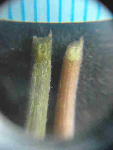 f:id:chuumeikun:20161002023417j:plain