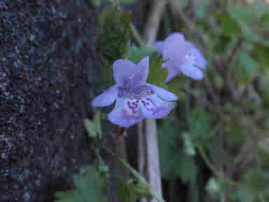 f:id:chuumeikun:20161002023549j:plain