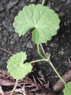 f:id:chuumeikun:20161002023615j:plain