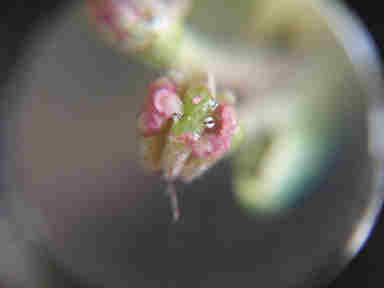 f:id:chuumeikun:20161002023631j:plain