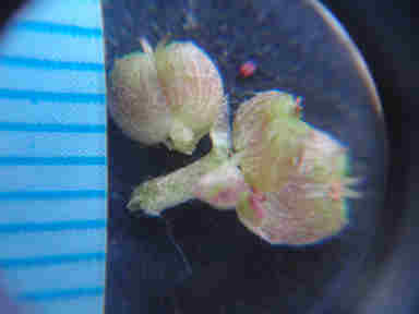 f:id:chuumeikun:20161002023650j:plain