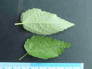 f:id:chuumeikun:20161009024731j:plain