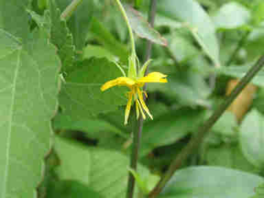 f:id:chuumeikun:20161009024744j:plain