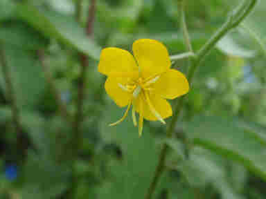 f:id:chuumeikun:20161009024756j:plain