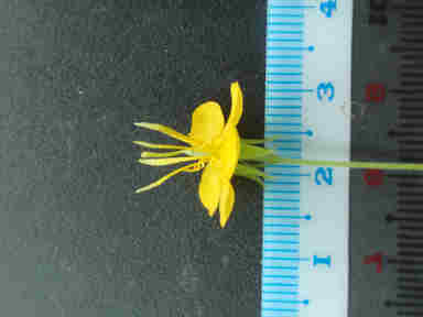 f:id:chuumeikun:20161009024808j:plain