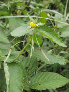 f:id:chuumeikun:20161009024819j:plain