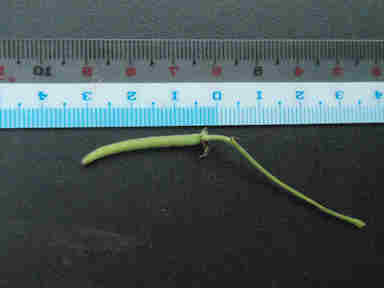 f:id:chuumeikun:20161009024831j:plain