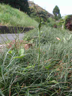 f:id:chuumeikun:20161009025033j:plain